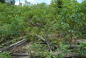 070926_244amazonia.JPG