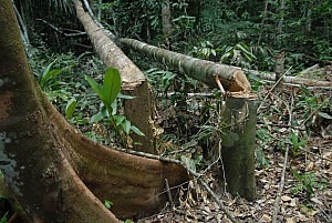 070926_245amazonia.JPG
