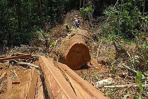 070926_258amazonia.JPG