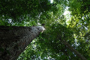 070926_265amazonia.JPG