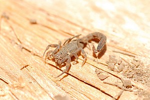 070926_271amazonia.JPG