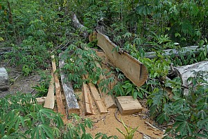 070926_275amazonia.JPG