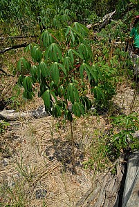 070926_286amazonia.JPG