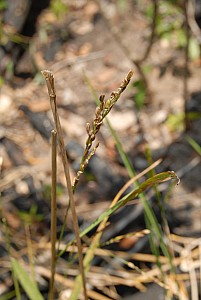 070926_295amazonia.JPG