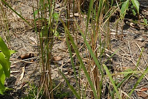 070926_303amazonia.JPG