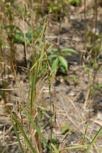 070926_304amazonia.JPG