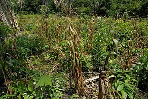 070926_307amazonia.JPG