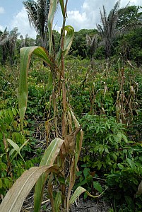 070926_308amazonia.JPG