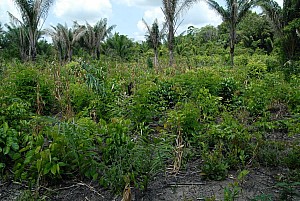 070926_310amazonia.JPG