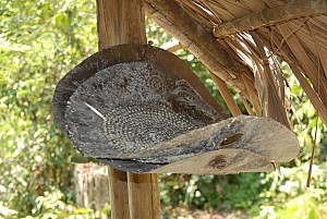 070926_319amazonia.JPG