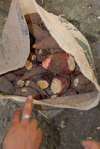 070926_320amazonia.JPG