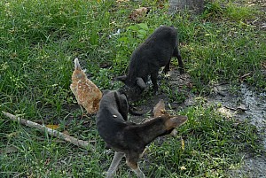 070926_326amazonia.JPG