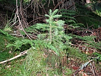 fomaso010718_102.jpg