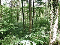 fomaso010719_021.jpg