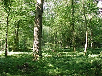 fomaso010726_009.jpg