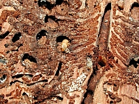 fomaso010726_036.jpg