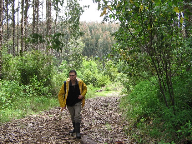 Fragmentos de eucaliptos en la vertiente oriental de la precordillera costera
