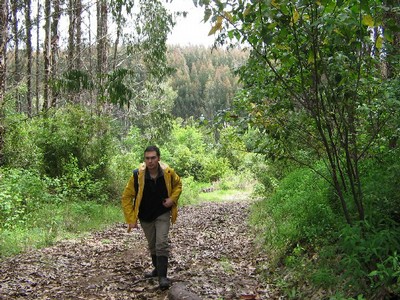 Fragmentos de eucaliptos en la vertiente oriental de la precordillera costera