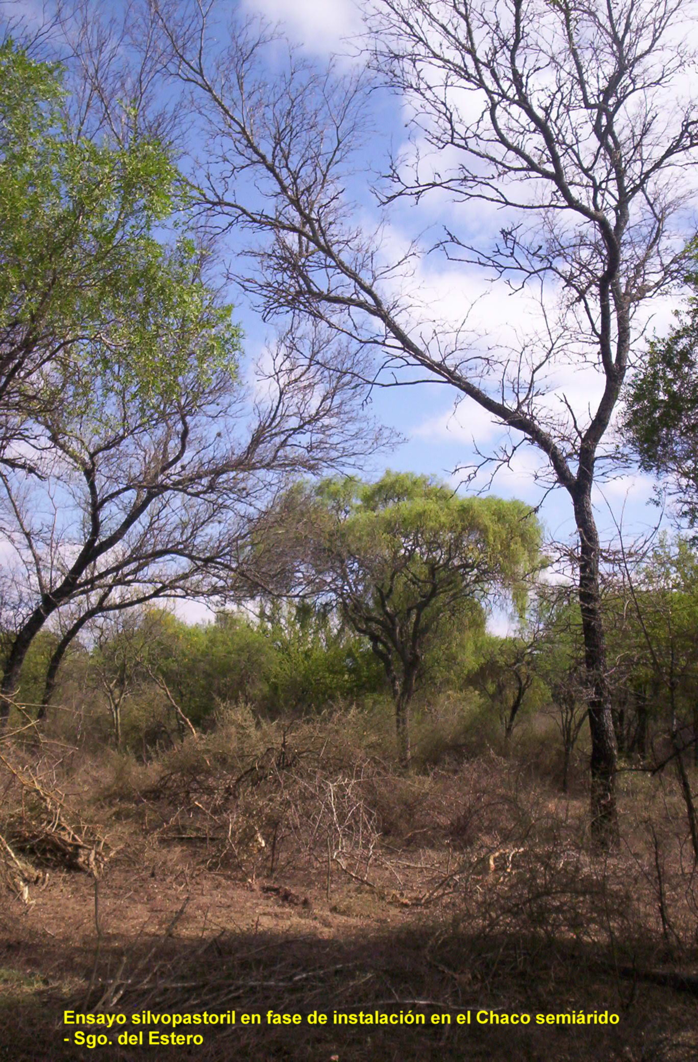 Instalación de Ensayo Silvopastoril en el Chaco semiárido- Santiago del Estero- Argentina