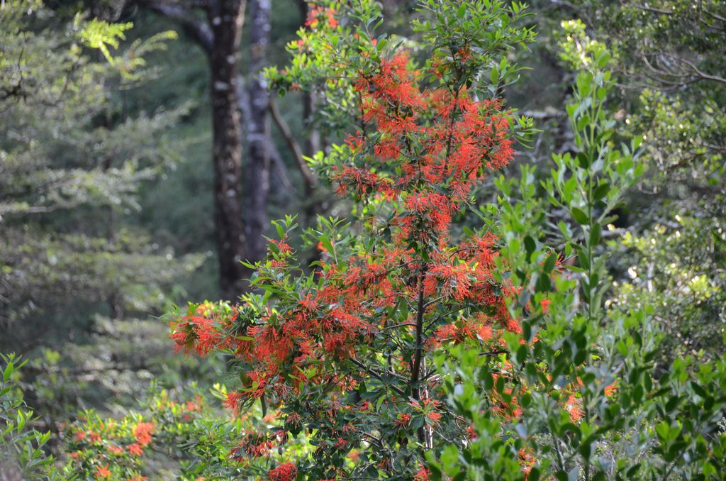 DSC_1866.JPG