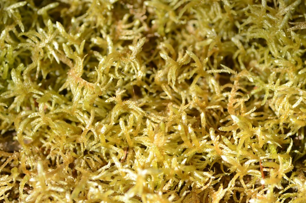 DSC_2092.JPG