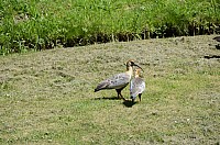 DSC_2196.JPG DSC_2196.JPG