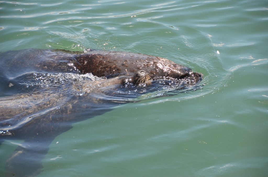 DSC_2443.JPG