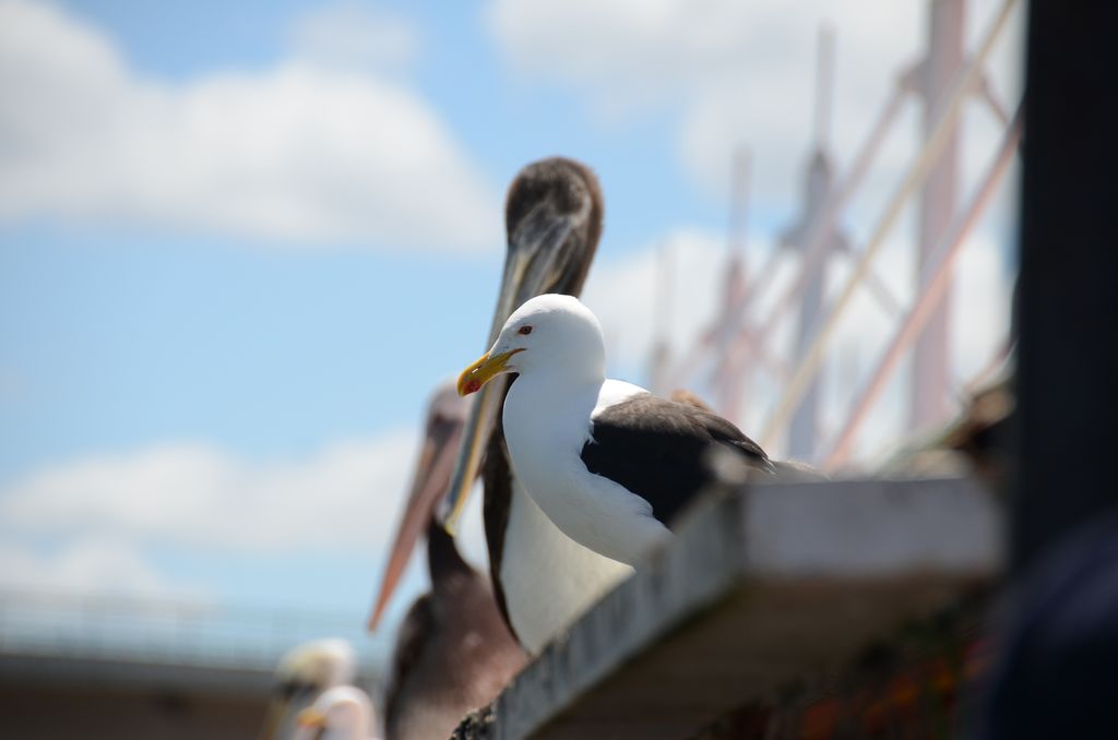 DSC_2464.JPG