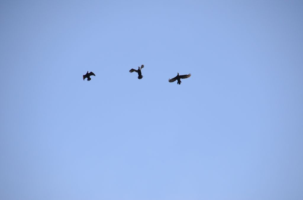 DSC_2750.JPG