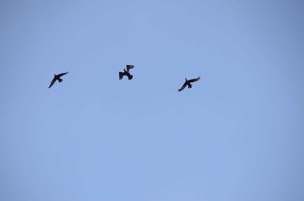 DSC_2751.JPG