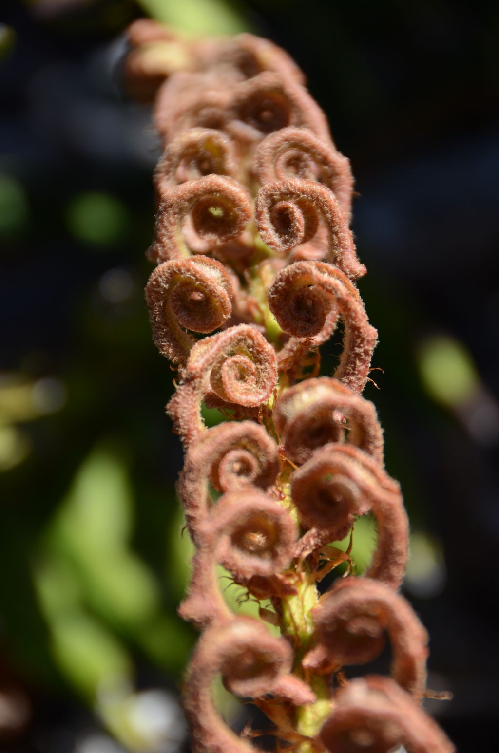 DSC_3368.JPG