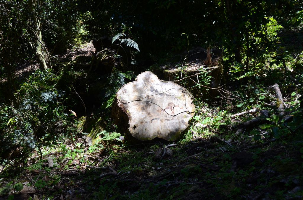 DSC_3462.JPG