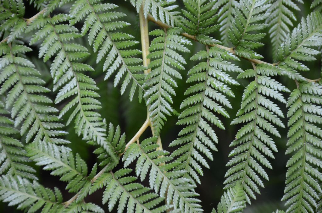 DSC_4067.JPG